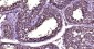 HSP70 Recombinant Rabbit mAb